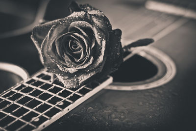 Close-up of rose on a guitar