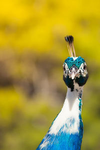 Close-up of a peacock