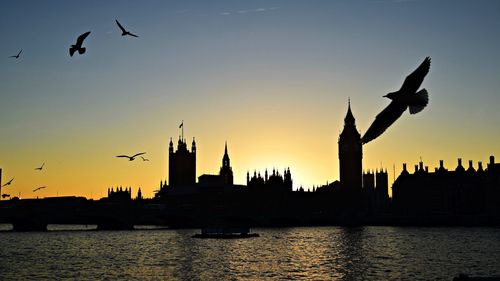 Silhouette of birds flying over river in city