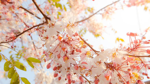 Low angle view of cherry blossom against sky