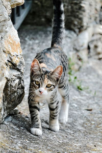 Portrait of tabby cat