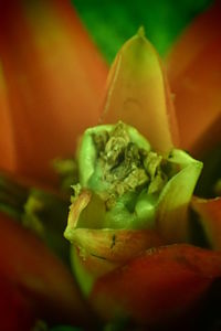 Close-up of vegetable