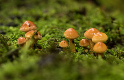 Close-up of mushrooms growing on grass