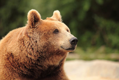 Close-up of bear looking away