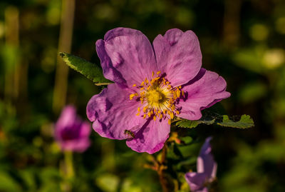 Close-up of purple flowers