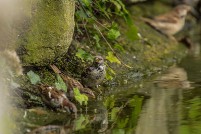 Bird perching on a lake