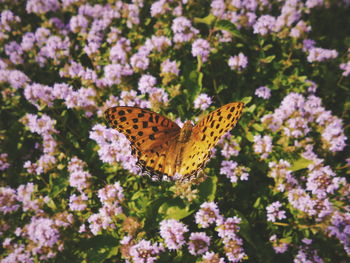 Butterfly on purple flower