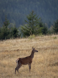 animal wildlife
