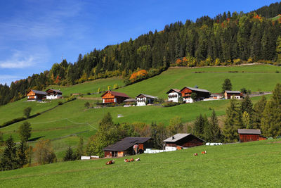 Houses on field against trees