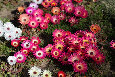 High angle view of pink flowering plants on field