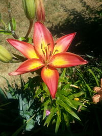 Close-up of red lily blooming in pond