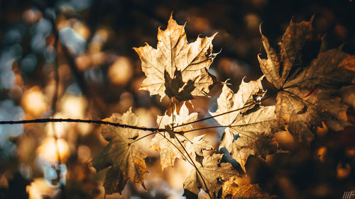 Close-up of dry maple leaves on tree