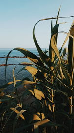 Close-up of plants against sea