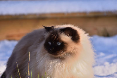 Close-up portrait of a cat