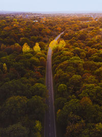 High angle view of road amidst trees in forest