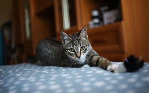 Portrait of cat relaxing on bed at home