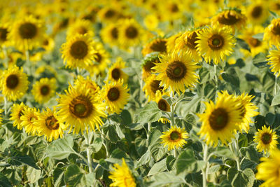 Close-up of sunflowers on field