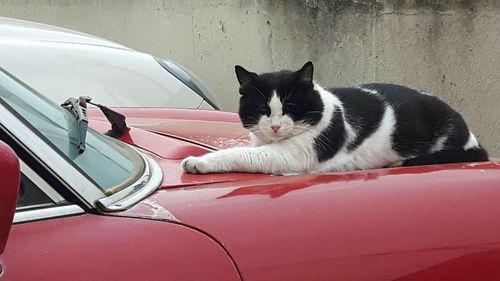 Cat sitting in a car