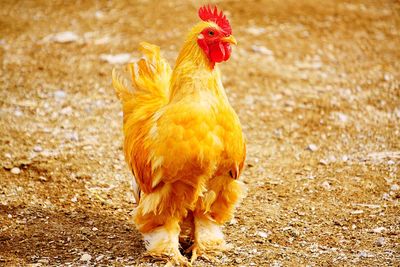 Close-up of rooster on field