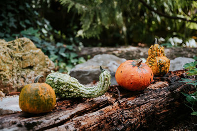 Close-up of pumpkins on tree