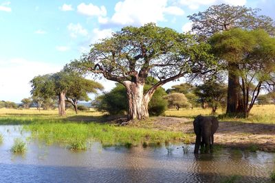 Trees by river against sky