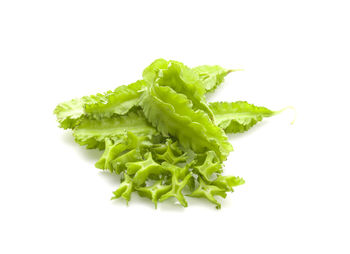 Close-up of green leaves against white background