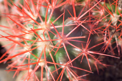 Full frame shot of succulent plant