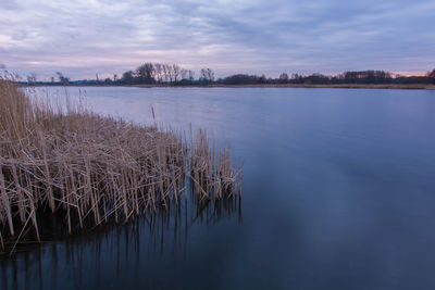 Reeds in lake water and evening clouds