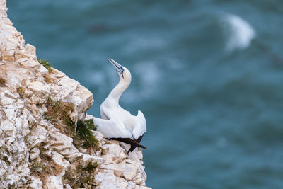 Bird perching on rock