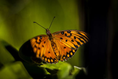 Close up of a butterfly