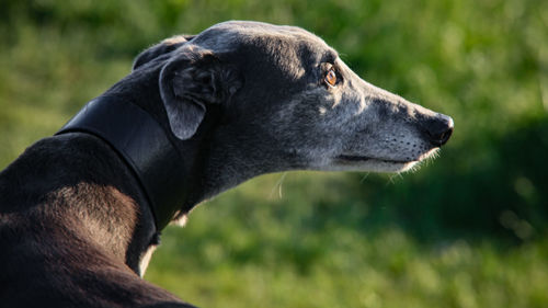 Close-up of saluki dog against field