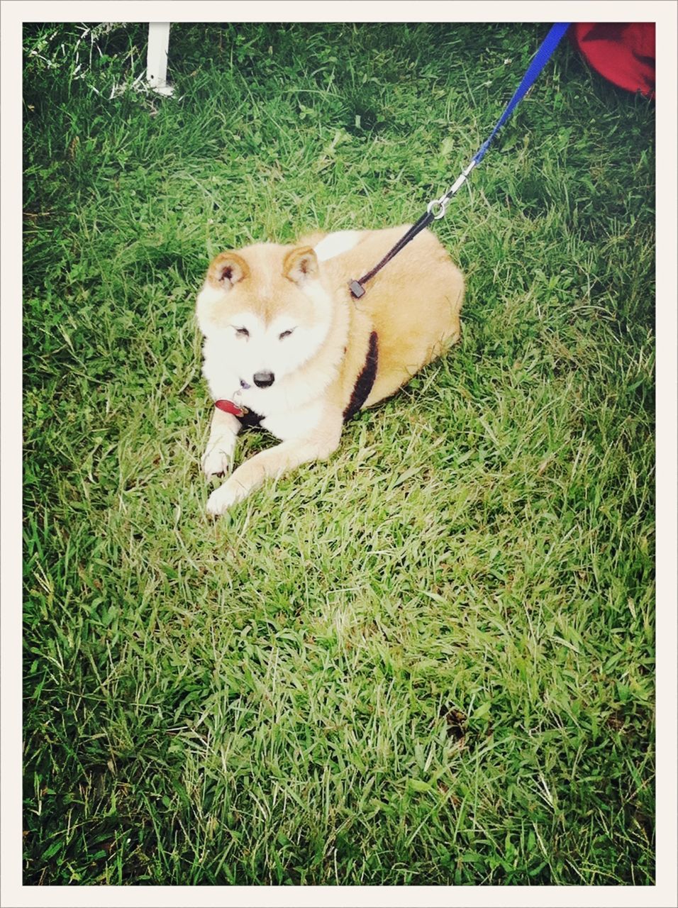 pets, transfer print, domestic animals, grass, dog, mammal, one animal, animal themes, auto post production filter, field, grassy, green color, looking at camera, portrait, high angle view, full length, no people, day, outdoors, grassland