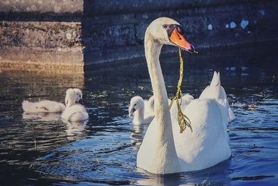 Swan floating on lake