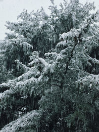 Pine trees in forest during winter
