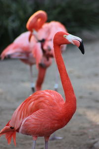 Close-up of flamingo