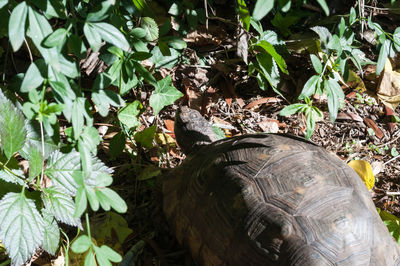 High angle view of a turtle