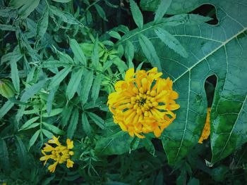 Close-up of yellow flowering plants