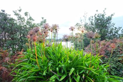 Flowering plants by trees against sky