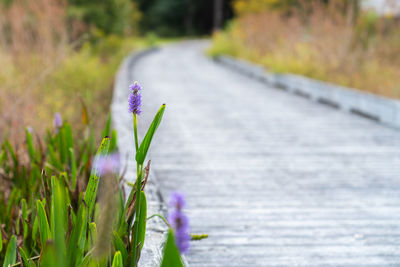Close-up of purple crocus flower on footpath