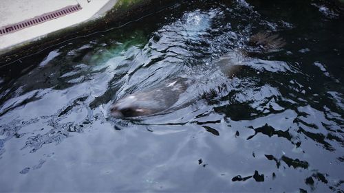 High angle view of fish swimming in lake