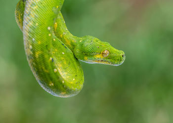 Close-up of green snake