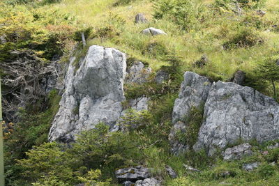 Scenic view of waterfall in forest