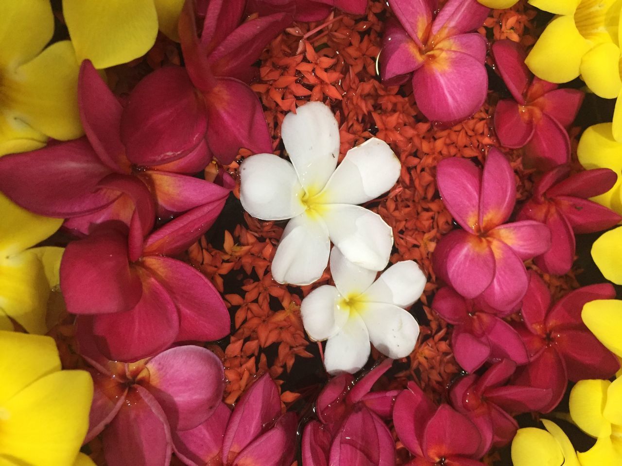 HIGH ANGLE VIEW OF FLOWERING PLANT