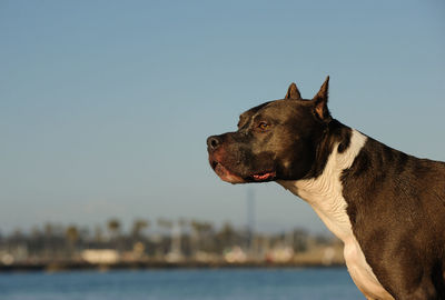 Profile view of black hunting dog