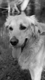 Close-up of dog looking away