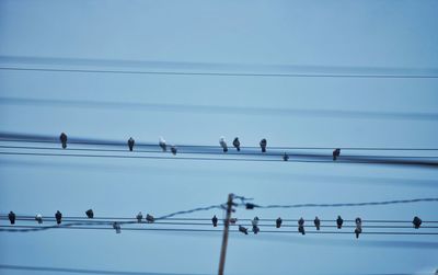 Low angle view of birds perching on cable against sky