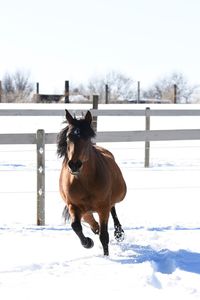 Horse on snow covered field