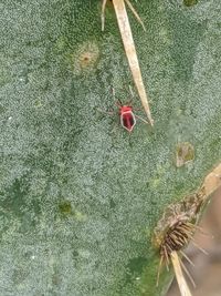 High angle view of red rose on plant