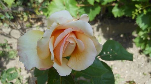 Close-up of white flowers blooming outdoors