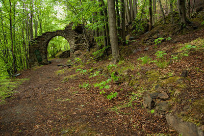 Footpath amidst trees in forest